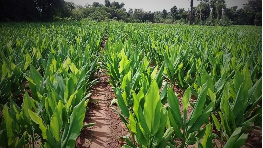 Black Turmeric Farming Business