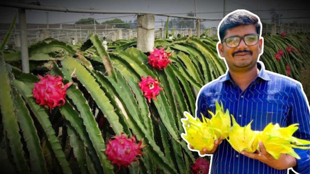 dragon fruit farming business