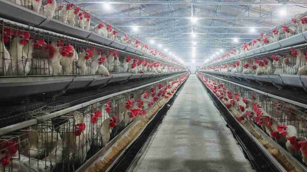 west bengal chicken poultry farming