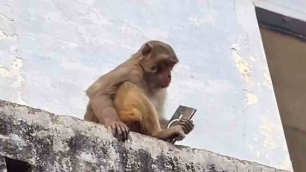 Monkey back Samsung Galaxy S25 Ultra smartphone after get frooti viral video