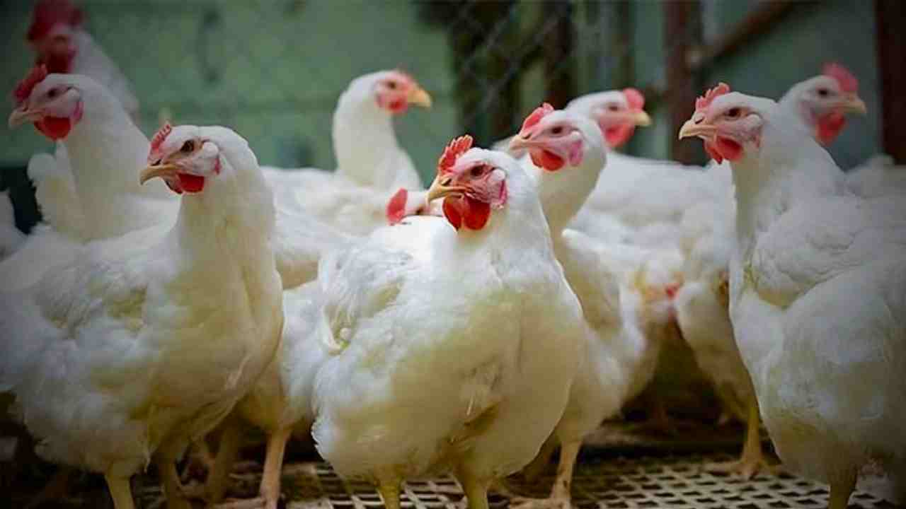 Now, bird flu is on the doorstep of Bengal. Will this virus spread by eating chicken?